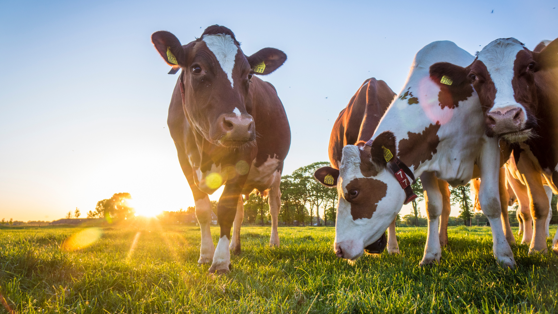 Cows in a field of grass